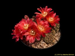 Sulcorebutia verticillacantha v. cuprea HS221 2079